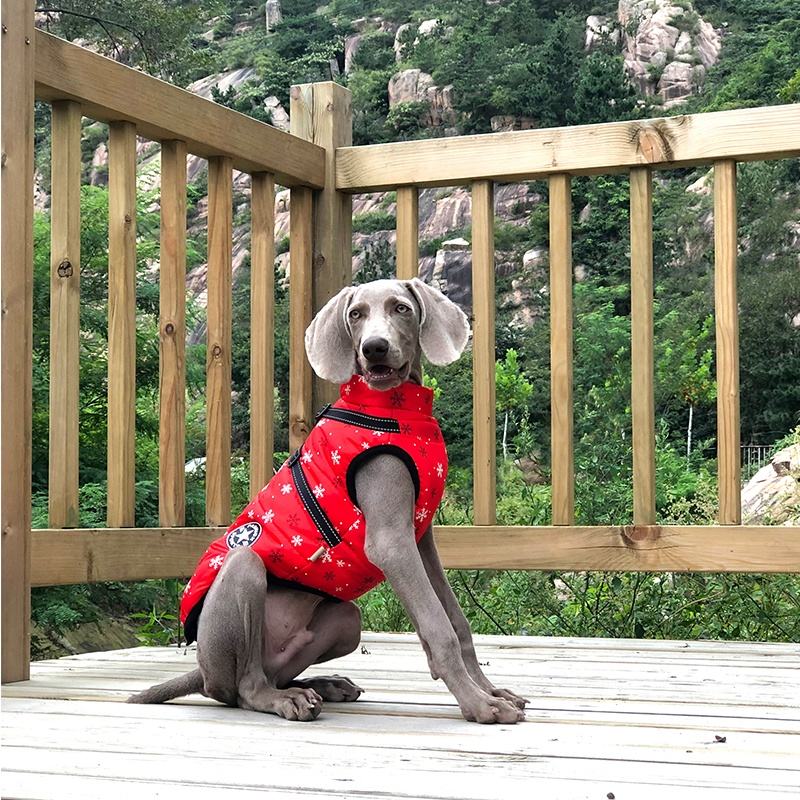WarmPaw™ - Il Giubbottino Perfetto per il tuo amico a 4 zampe!